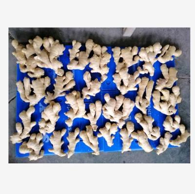 China Importer Of Fresh Vegetables Fresh Chinese Ripe Air Dried Ginger For TURKEY for sale