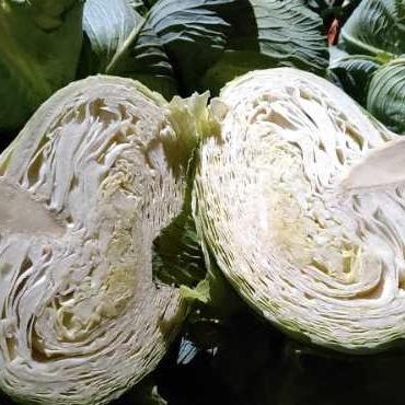 China Wholesale Good Quality Fresh Vegetable Cabbage Cheap Price From China for sale