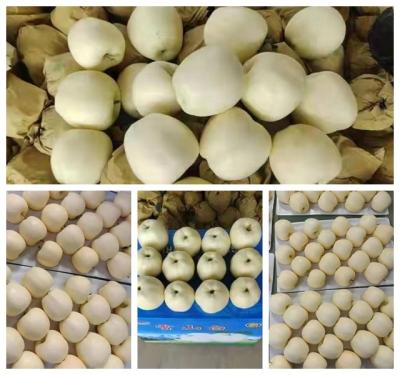 China 10kg Carton Healthy Natural Shandong Fresh Vegetable Garlic for sale