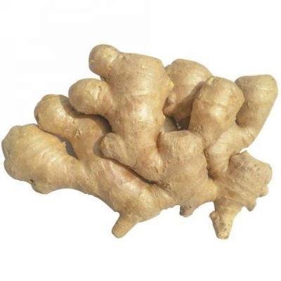 China 2021 Fresh Fresh Ginger Export Air Dry Ginger From China for sale