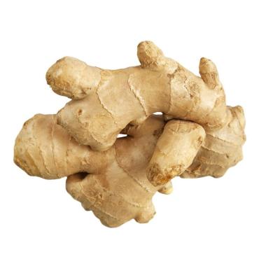 China Air Fresh Ginger Chinese Ginger Production Line Dry Ginger Processing Wet Fresh for sale