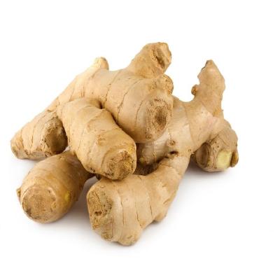 China GAP Ginger Chinese Ginger Production Line Fresh Fresh Air Dry Ginger Processing for sale