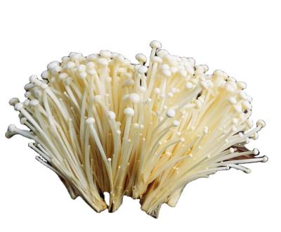 China Fresh Fresh White Shimeji Mushroom from China for sale