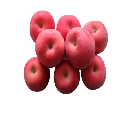 China China New Fresh Fresh Fruit Fuji Red Apples With High Quality for sale