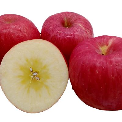 China New Factory Apples Fuji Season Fresh Fruits Supply Fresh Top Quality Good Taste for sale