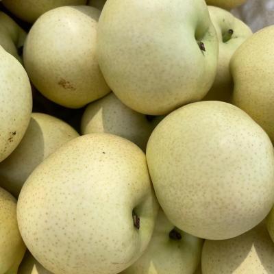 China 2021 fresh export price high quality fresh fruit pear for sale for sale