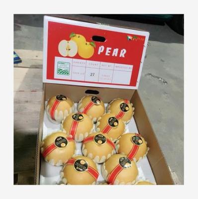 China Fresh korean yellow singo pear price for sale