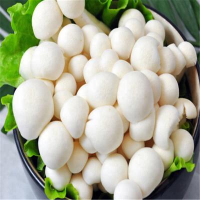 China Fresh Fresh White Shimeji Mushroom from China for sale