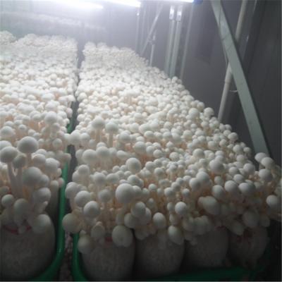 China Shimeji Fresh High Quality White Mushroom for sale