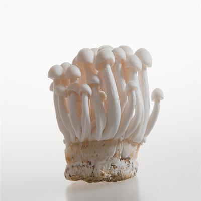 China Fresh China Shimeji Fresh White Mushroom for sale