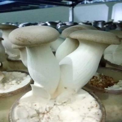 China New Farm Supply Fresh Chinese Cultivation Pleurotus Eryngii Mushroom for sale