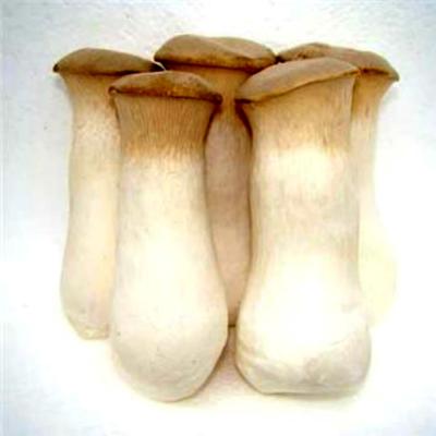 China Fresh fresh king oyster mushroom / pleurotus eryngii for sale