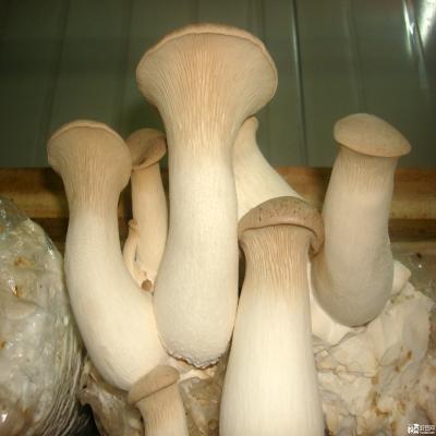 China Fresh Pleurotus eryngii mushroom for sale