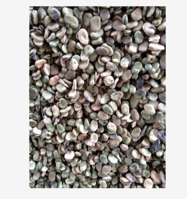 China Fresh fava beans for fish feed for sale