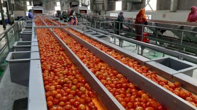 China Venta en caliente Completa planta de producción de tomate personalizada Nueva máquina de procesamiento de omate / jugo de tomate / salsa / pulpa con PLC SUS304 / 316 en venta