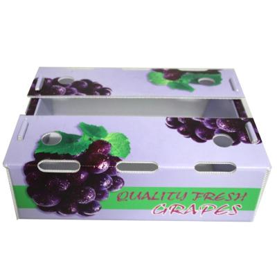 China Recyclable High Quality Polypropylene Plastic Corflute Carton PP Fruit Box for sale