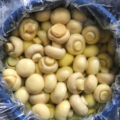 China Fresh Whole Champignon 50kg Pickled Mushroom In Plastic Drum for sale