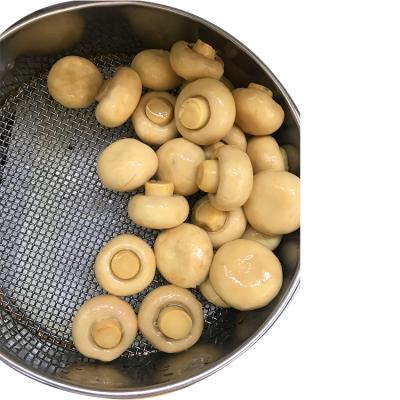 China Fresh canned whole mushroom in brine for sale