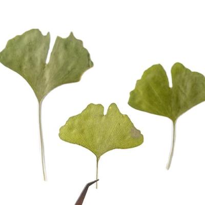 China New Dry Flower DIY Festival Material 10pcs Making Phone Case Jewelry Plants Ginkgo Leaf Pins For Resin Mold Factory Wholesale for sale