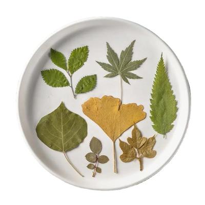 China 12pcs Festival Dry Leaves Pressed Leaf Art Crafts DIY Decoration Ornaments Resin Assorted Dry Green Leaves China Factory Wholesale for sale