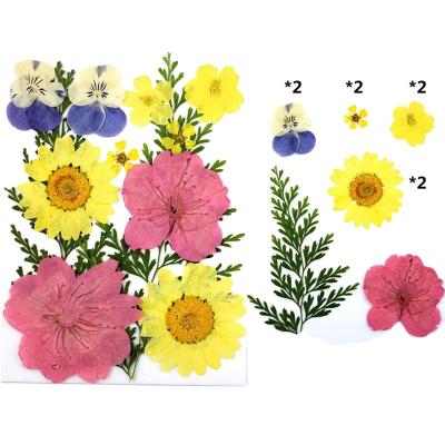 China Festival 12pcs Mixed Flower Set DIY Plants Photo Frame Soap Phone Case Embossing Glue Relief Plant Dry Handmade Natural Wholesale for sale