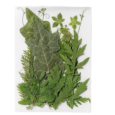 China 12pcs Festival Dry Leaves Pressed Leaf Resin Assorted Dry Green Leaves Art Crafts DIY Decoration Ornaments China Factory Wholesale for sale