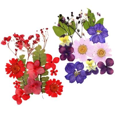 China Festival 12pcs Mixed Flower Set DIY Plants Photo Frame Soap Phone Case Embossing Glue Relief Plant Dry Handmade Natural Wholesale for sale