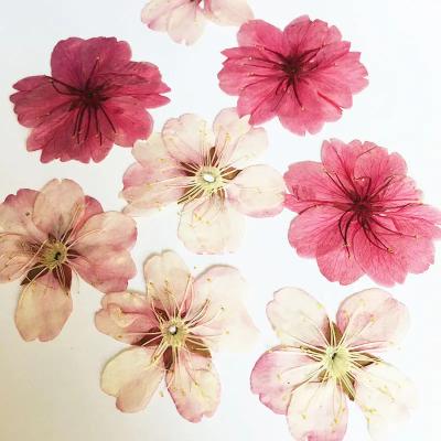 China 12pcs Festival Dried Cherry Blossoms Handwork Material Natural Plants For DIY Candles Nail Decoration Relief Flower Plant Wholesale for sale