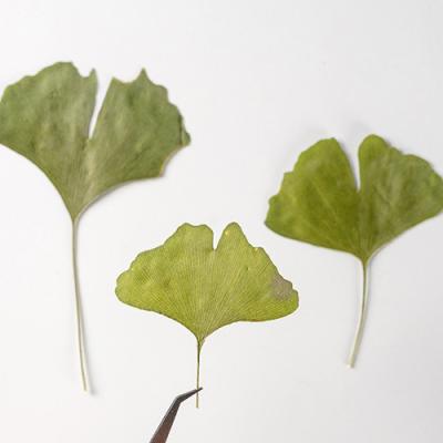 China New 10pcs Festival Dried Flower DIY Ginkgo Leaf Material Pins For Resin Mold Making Phone Case Jewelry Tools Factory Wholesale for sale