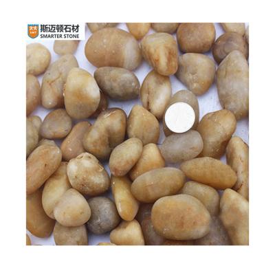 China Decorate Vietnamstone yellow natural pebble large quantity available and cheap price for sale