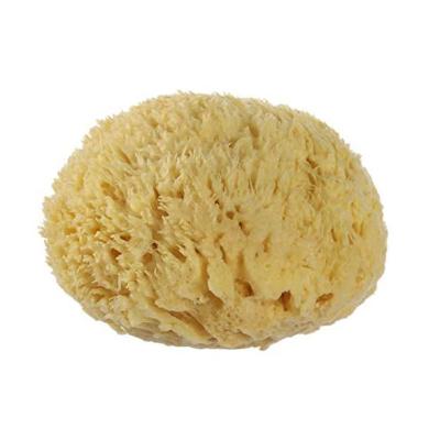 China Every 2.5-7 Inches Natural All Natural Renewable Sea Wool Honeycomb Sea Bath Sponge for sale