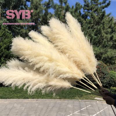 China Natural Dry Pampas Grass Hot Sale Artificial Flowers Decorative Flowers Colored Natural Dry Pampas Grass For Wedding Party for sale