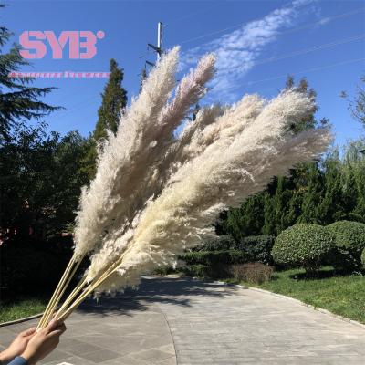 China Natural Dry Pampas Grass Hot Sale Artificial Flowers Decorative Flowers Colored Natural Dry Pampas Grass For Wedding Party / Events for sale