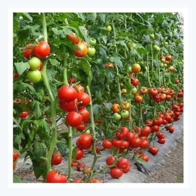 China High Quality Commercial Polytunnel House Greenhouse Galvanized Netting Agricultural Greenhouse for sale