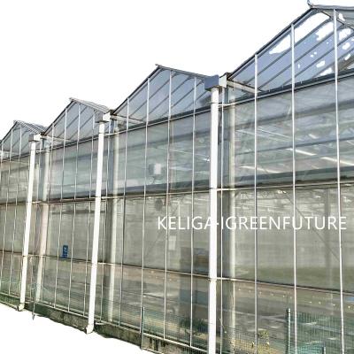 China Stable Structure Easily Assembled Commercial Glass Greenhouse for sale