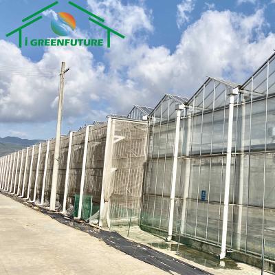 China Stable Structure Easily Assembled 5+6+5mm Commercial Double Glass Greenhouse for sale