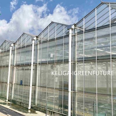 China Green Flower Fruit Houses Plant Strawberry Best Prices For Agriculture Light Deprivation Glass for sale