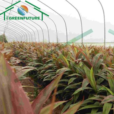 China Stable Structure Easily Assembled Hot Sale Small Agriculture Greenhouse 200 Micron Plastic Film Greenhouse Protection Film UV Greenhouse for sale