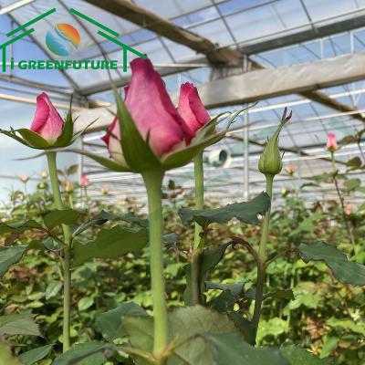 China Stable Structure Easily Assembled 200 Micron Plastic Sheet Greenhouse Agricultural Greenhouse For Tunnel Greenhouse Pink Growing Horticulture for sale