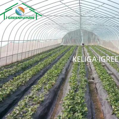 China Stable Structure Easily Assembled 200 Micron Transparent Plastic Greenhouse Agricultural Greenhouse Frame for sale