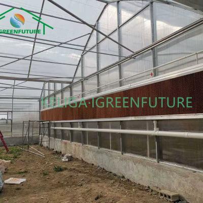 China Stable Structure Easily Assembled Commercial Agricultural Greenhouse For Sale Greenhouse Roofs With Polycarbonate Plastic Sheet for sale