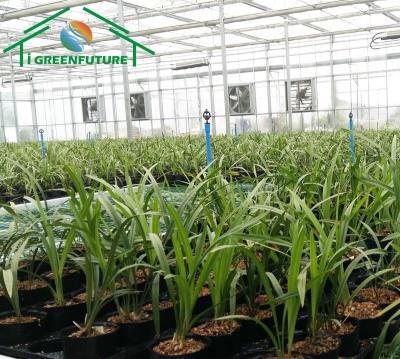 China Greenhouse Seedling Veggie Growing Self Watering Table Cultivating Using Movable Benches for sale