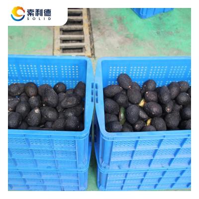 China 500 kg/h kaltgepresste Avocadoöl-Extraktionslinie mit Zentrifuge-Extraktionsmaschine zu verkaufen