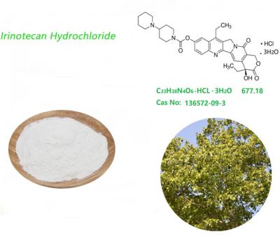 China Pó do hidrocloro USP41 de Irinotecan do extrato de Camptotheca Acuminata Decne à venda