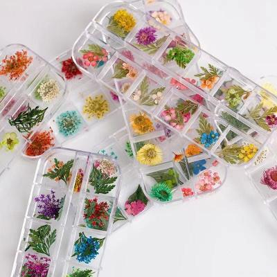 China Mixed Nail Art Designs 12 Grid Flower Nail Art DIY Nail Charm Daisy Flowers Dries Popular for sale