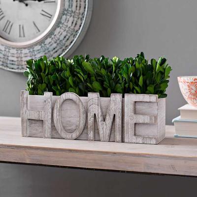 China Topiary Home Decoration Preserved Boxwood In White Wash Wooden Home Box for sale