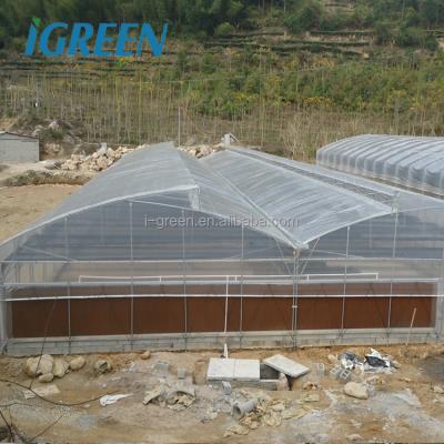 China Commercial poly PE film natrual ventilation greenhouse for sale for sale