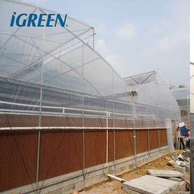 China PE Roof Vent Vegetable Greenhouse With Excellent Natural Ventilation for sale