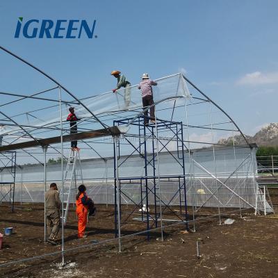 China Commercial Vegetable PE Greenhouse For Tropical Climate for sale