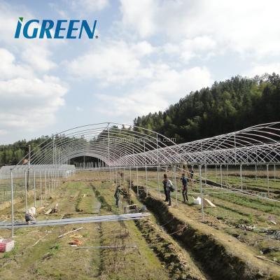 China Very Cheap PE Multi Span Plastic Film Winter Tent Agricultural Insulated Greenhouse for sale